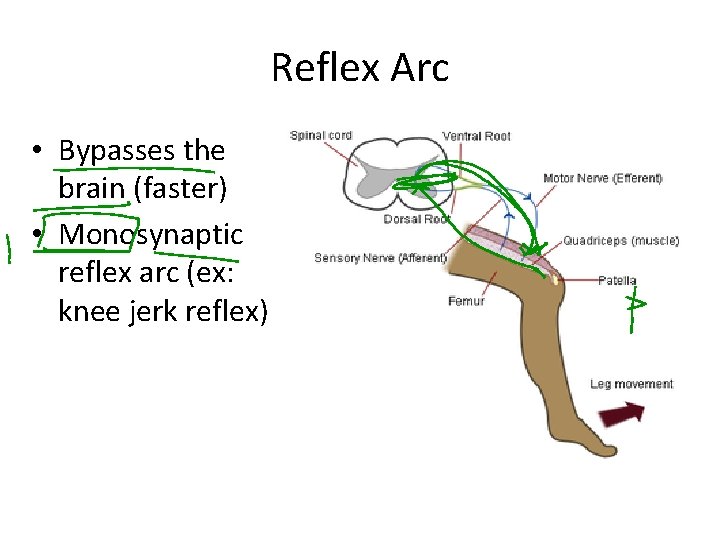 Reflex Arc • Bypasses the brain (faster) • Monosynaptic reflex arc (ex: knee jerk
