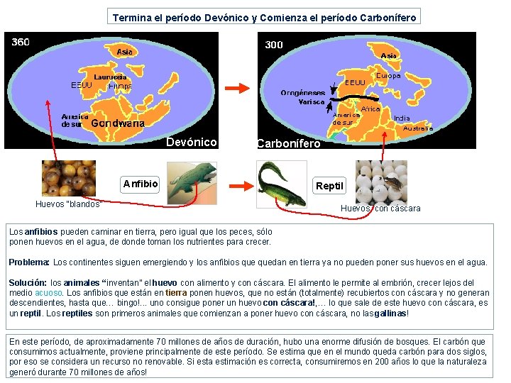 Termina el período Devónico y Comienza el período Carbonífero Devónico Carbonífero Anfibio Huevos “blandos”