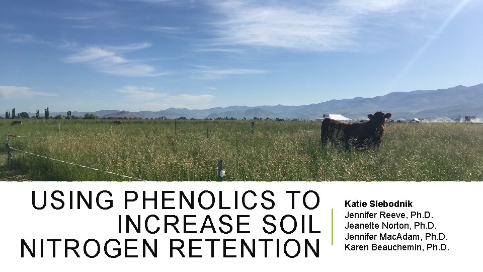 USING PHENOLICS TO INCREASE SOIL NITROGEN RETENTION Katie Slebodnik Jennifer Reeve, Ph. D. Jeanette