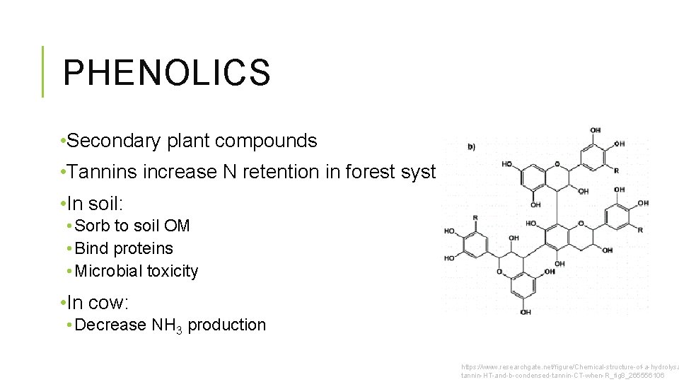 PHENOLICS • Secondary plant compounds • Tannins increase N retention in forest systems •