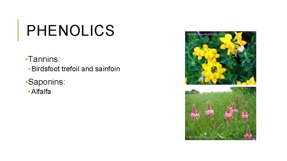 PHENOLICS https: //www. elkmoundseed. com • Tannins: • Birdsfoot trefoil and sainfoin • Saponins: