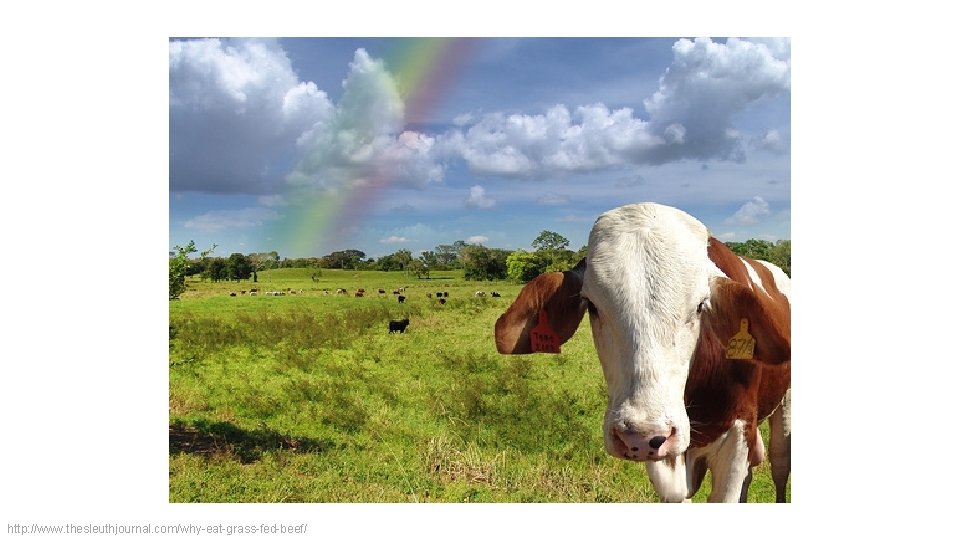 http: //www. thesleuthjournal. com/why-eat-grass-fed-beef/ 