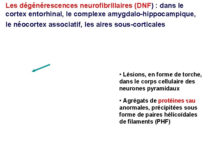 Les dégénérescences neurofibrillaires (DNF) : dans le cortex entorhinal, le complexe amygdalo-hippocampique, le néocortex