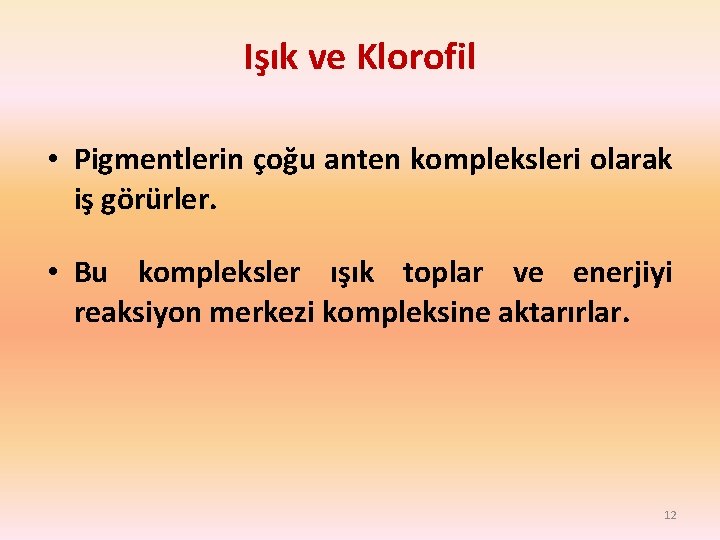 Işık ve Klorofil • Pigmentlerin çoğu anten kompleksleri olarak iş görürler. • Bu kompleksler