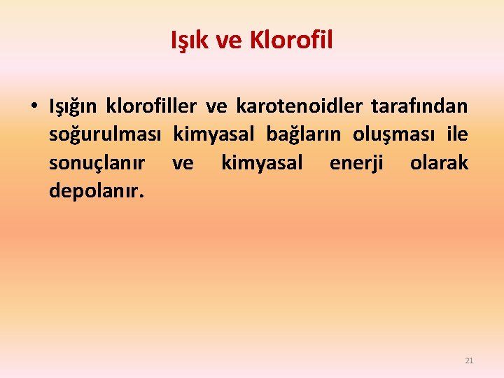 Işık ve Klorofil • Işığın klorofiller ve karotenoidler tarafından soğurulması kimyasal bağların oluşması ile