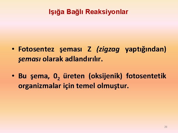 Işığa Bağlı Reaksiyonlar • Fotosentez şeması Z (zigzag yaptığından) şeması olarak adlandırılır. • Bu