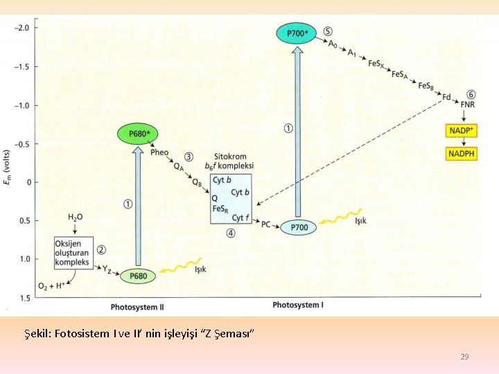 Şekil: Fotosistem I ve II’ nin işleyişi “Z Şeması” 29 