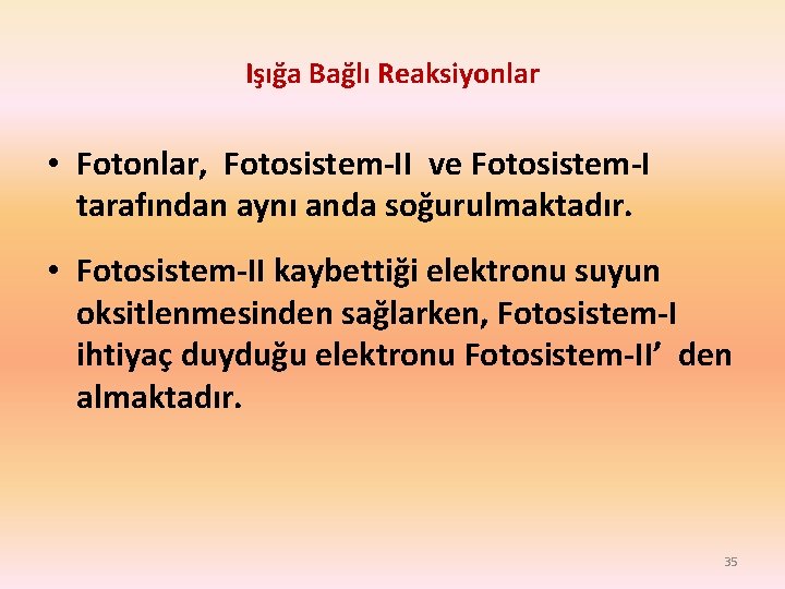 Işığa Bağlı Reaksiyonlar • Fotonlar, Fotosistem-II ve Fotosistem-I tarafından aynı anda soğurulmaktadır. • Fotosistem-II