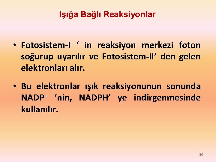 Işığa Bağlı Reaksiyonlar • Fotosistem-I ‘ in reaksiyon merkezi foton soğurup uyarılır ve Fotosistem-II’