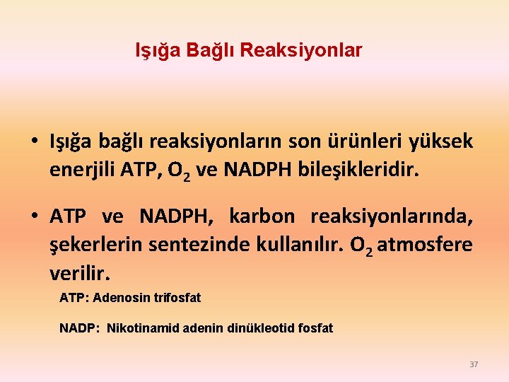 Işığa Bağlı Reaksiyonlar • Işığa bağlı reaksiyonların son ürünleri yüksek enerjili ATP, O 2