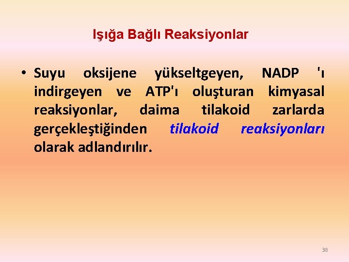 Işığa Bağlı Reaksiyonlar • Suyu oksijene yükseltgeyen, NADP 'ı indirgeyen ve ATP'ı oluşturan kimyasal