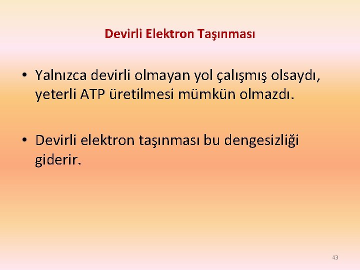 Devirli Elektron Taşınması • Yalnızca devirli olmayan yol çalışmış olsaydı, yeterli ATP üretilmesi mümkün