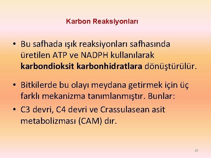 Karbon Reaksiyonları • Bu safhada ışık reaksiyonları safhasında üretilen ATP ve NADPH kullanılarak karbondioksit