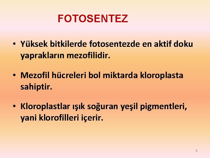 FOTOSENTEZ • Yüksek bitkilerde fotosentezde en aktif doku yaprakların mezofilidir. • Mezofil hücreleri bol FOTOSENTEZ • Yüksek bitkilerde fotosentezde en aktif doku yaprakların mezofilidir. • Mezofil hücreleri bol