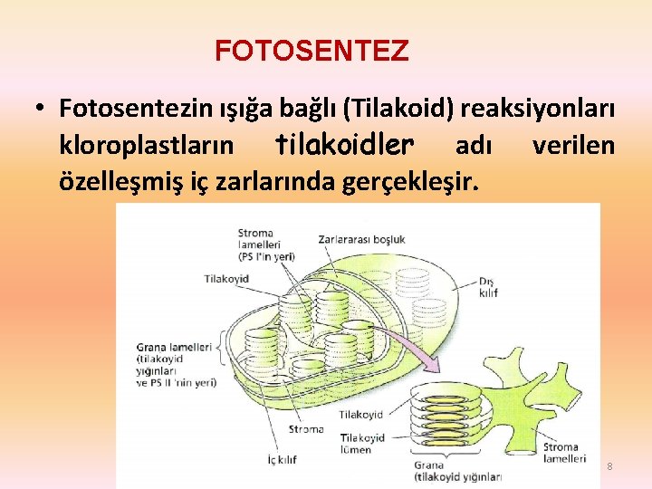 FOTOSENTEZ • Fotosentezin ışığa bağlı (Tilakoid) reaksiyonları kloroplastların tilakoidler adı verilen özelleşmiş iç zarlarında FOTOSENTEZ • Fotosentezin ışığa bağlı (Tilakoid) reaksiyonları kloroplastların tilakoidler adı verilen özelleşmiş iç zarlarında