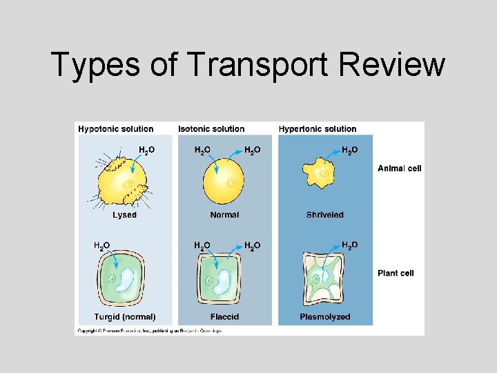 Types of Transport Review 