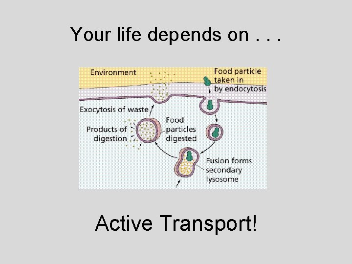 Your life depends on. . . Active Transport! 