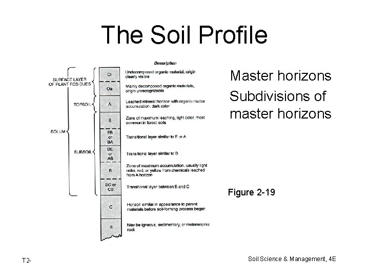 The Soil Profile • Master horizons • Subdivisions of master horizons Figure 2 -19 The Soil Profile • Master horizons • Subdivisions of master horizons Figure 2 -19
