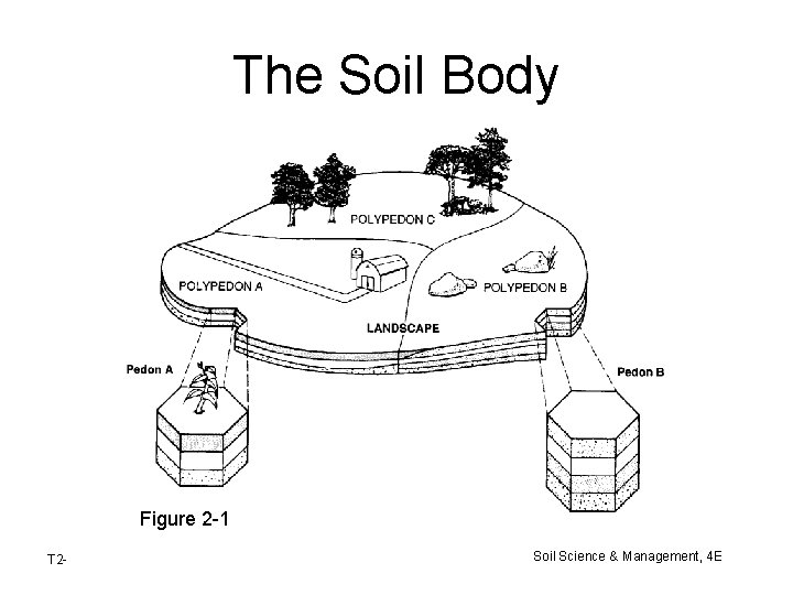 The Soil Body Figure 2 -1 T 2 - Soil Science & Management, 4 The Soil Body Figure 2 -1 T 2 - Soil Science & Management, 4