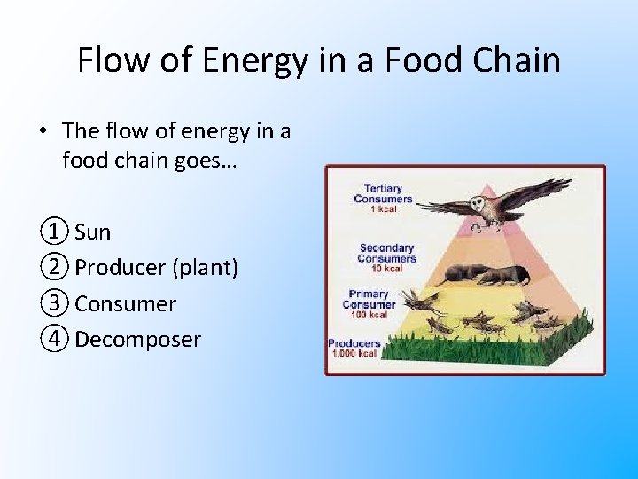 Flow of Energy in a Food Chain • The flow of energy in a