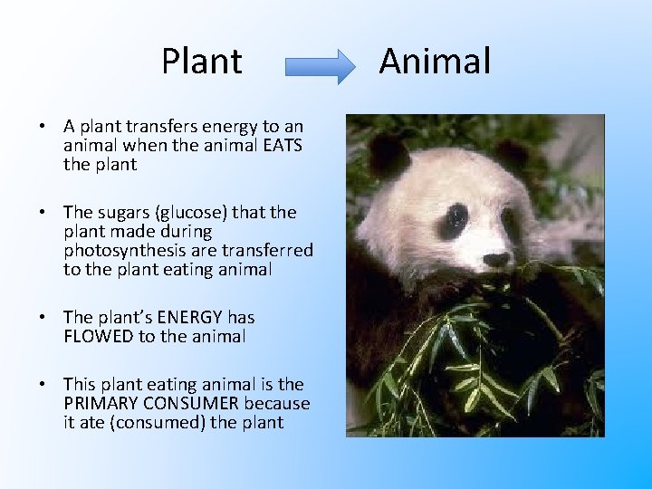 Plant • A plant transfers energy to an animal when the animal EATS the