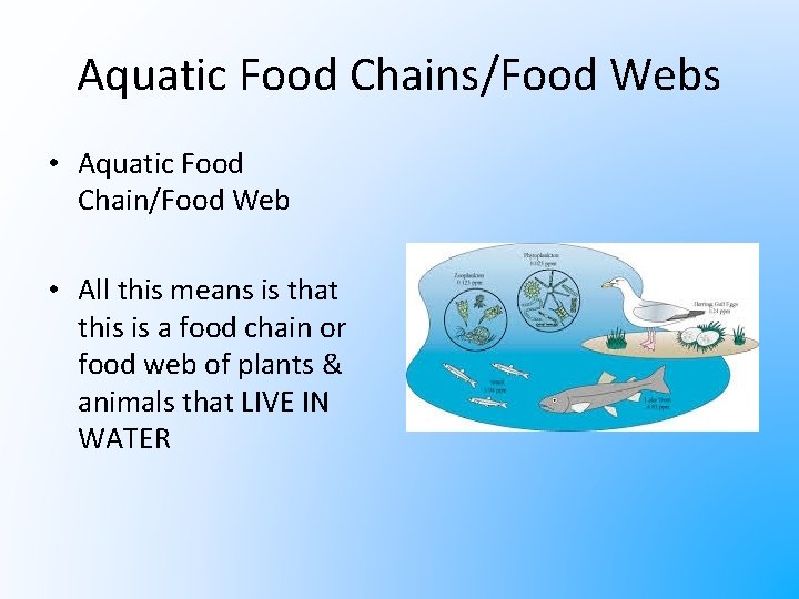 Aquatic Food Chains/Food Webs • Aquatic Food Chain/Food Web • All this means is