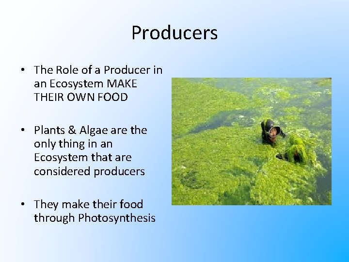 Producers • The Role of a Producer in an Ecosystem MAKE THEIR OWN FOOD