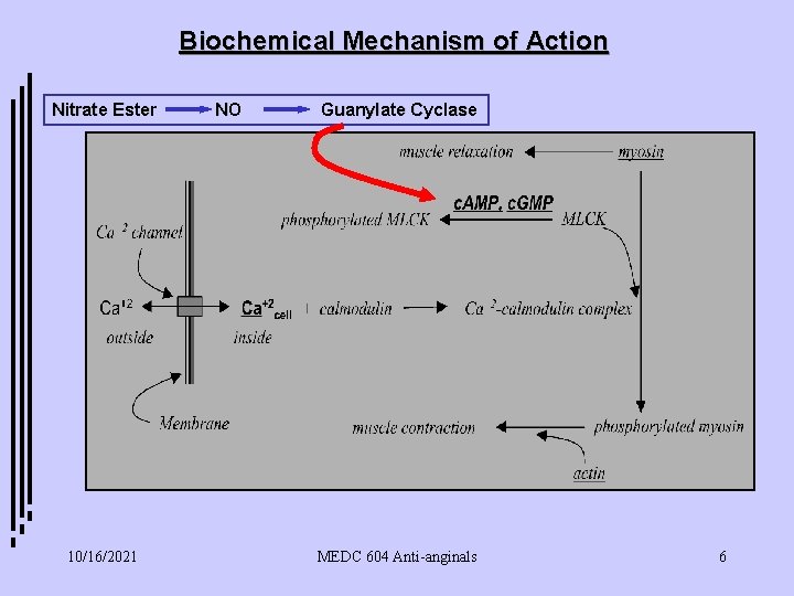 Biochemical Mechanism of Action Nitrate Ester 10/16/2021 NO Guanylate Cyclase MEDC 604 Anti-anginals 6