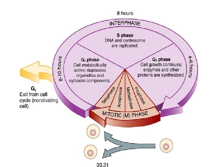 Biology of cultured cells conti Part 4 By
