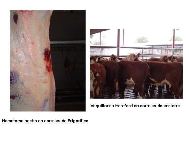 Vaquillonas Hereford en corrales de encierre Hematoma hecho en corrales de Frigorífico 