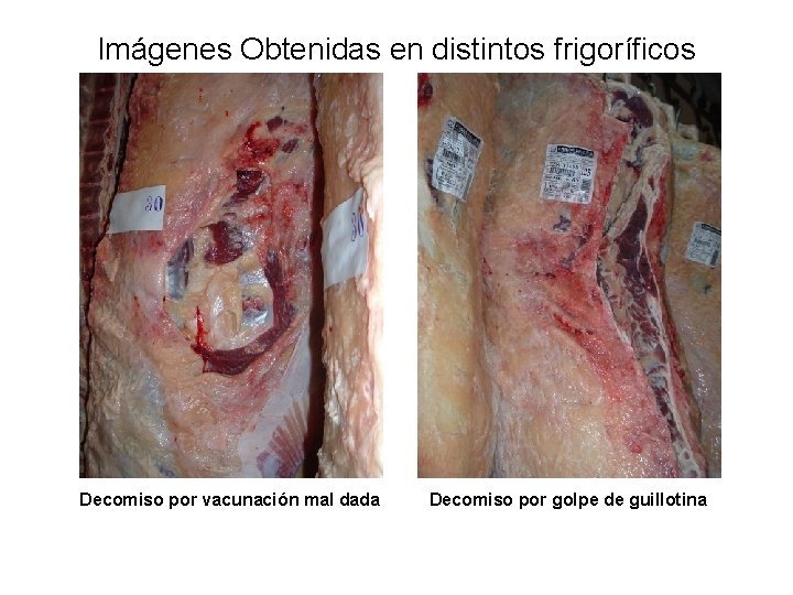 Imágenes Obtenidas en distintos frigoríficos Decomiso por vacunación mal dada Decomiso por golpe de