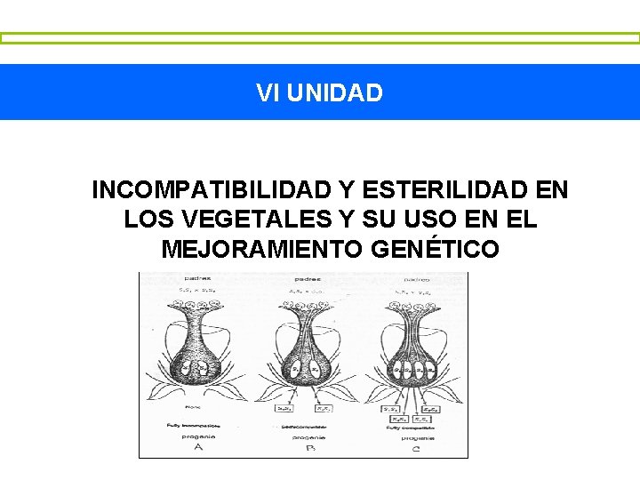 VI UNIDAD INCOMPATIBILIDAD Y ESTERILIDAD EN LOS VEGETALES Y SU USO EN EL MEJORAMIENTO