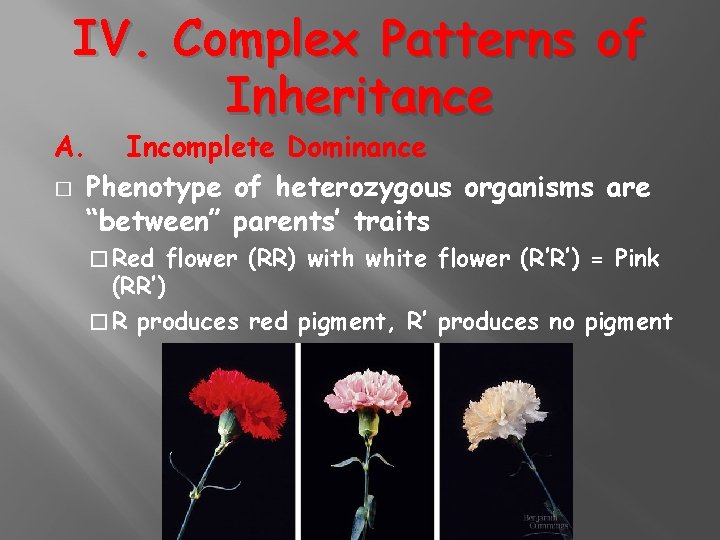 IV. Complex Patterns of Inheritance A. Incomplete Dominance � Phenotype of heterozygous organisms are