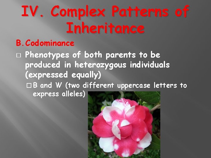 IV. Complex Patterns of Inheritance B. Codominance � Phenotypes of both parents to be