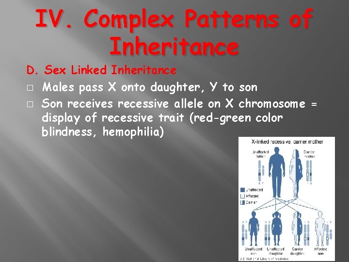 IV. Complex Patterns of Inheritance D. Sex Linked Inheritance � Males pass X onto