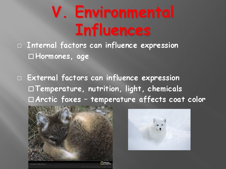 V. Environmental Influences � � Internal factors can influence expression � Hormones, age External