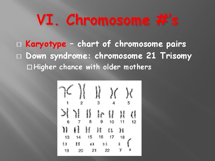 VI. Chromosome #’s � � Karyotype – chart of chromosome pairs Down syndrome: chromosome