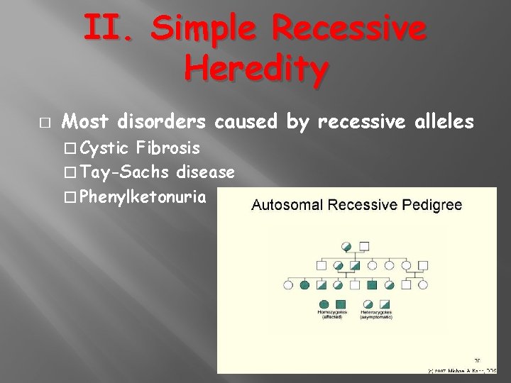 II. Simple Recessive Heredity � Most disorders caused by recessive alleles � Cystic Fibrosis