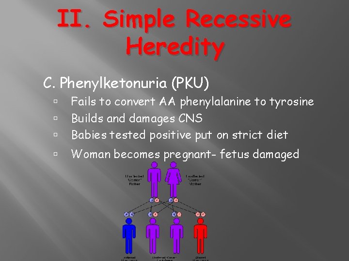 II. Simple Recessive Heredity C. Phenylketonuria (PKU) Fails to convert AA phenylalanine to tyrosine