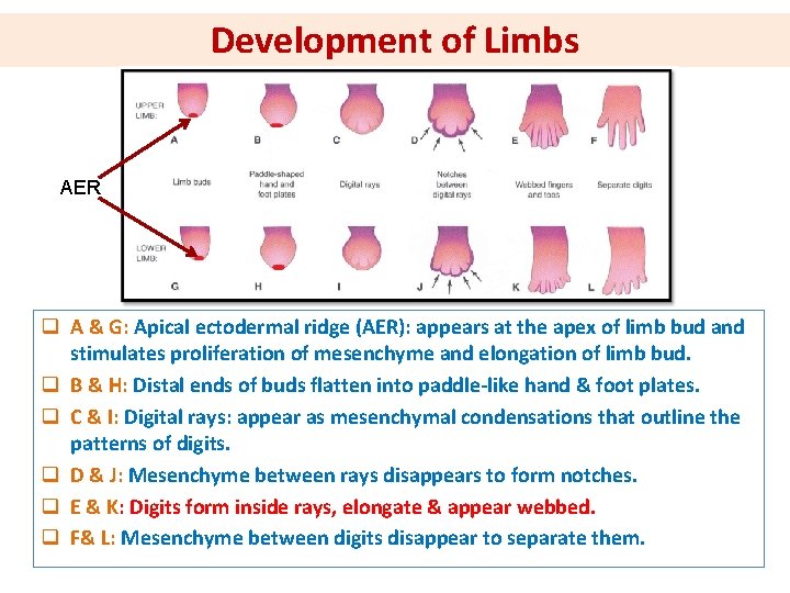 Development of Limbs AER q A & G: Apical ectodermal ridge (AER): appears at