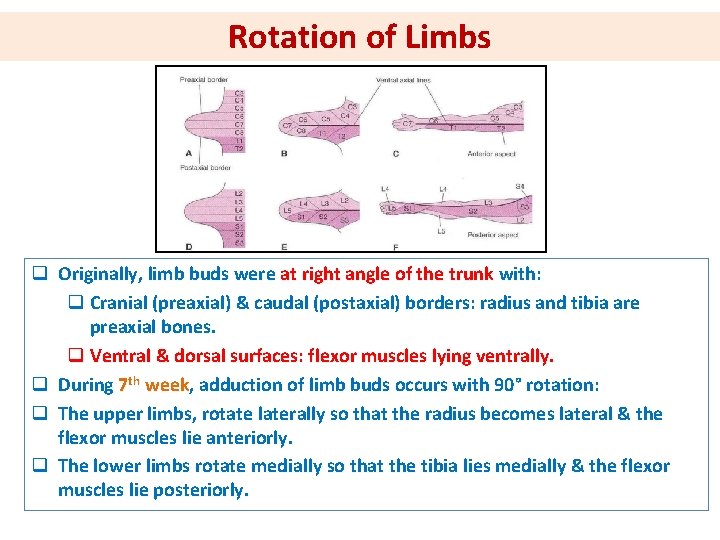 Rotation of Limbs q Originally, limb buds were at right angle of the trunk