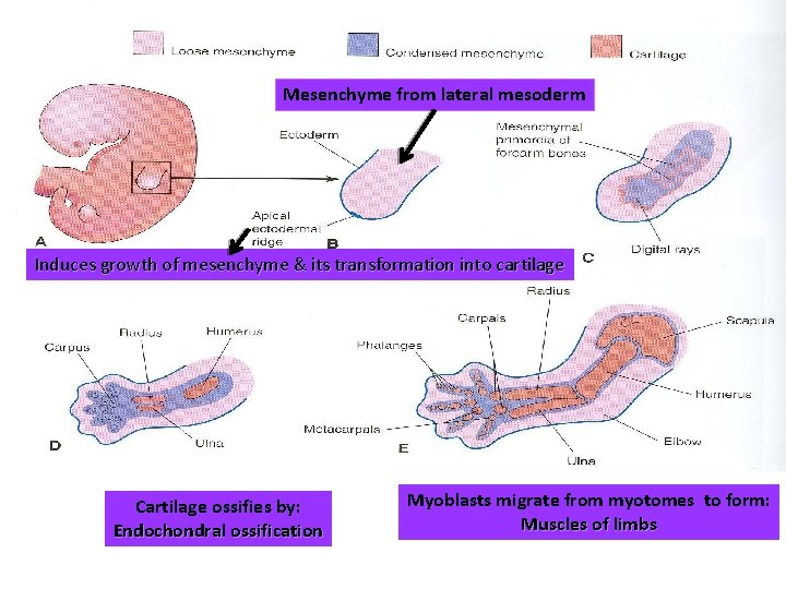 Mesenchyme from lateral mesoderm Induces growth of mesenchyme & its transformation into cartilage Cartilage