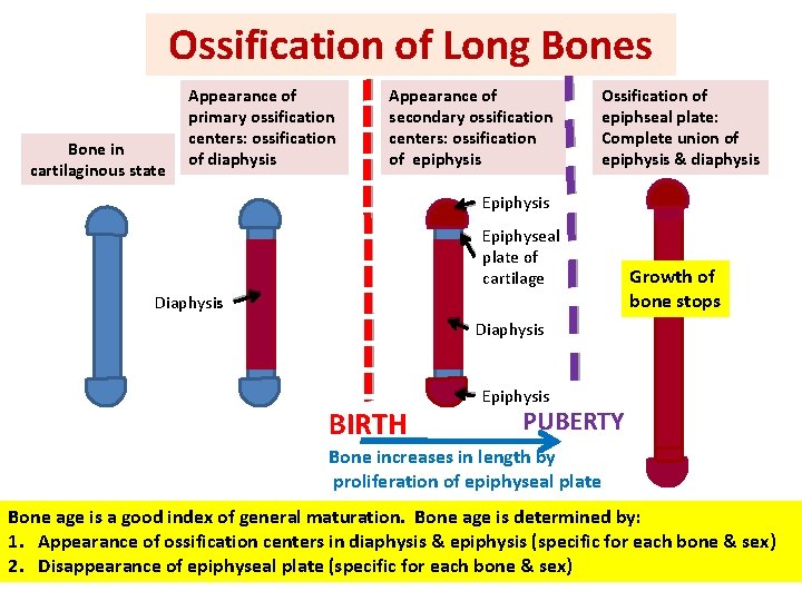 Ossification of Long Bones Bone in cartilaginous state Appearance of primary ossification centers: ossification