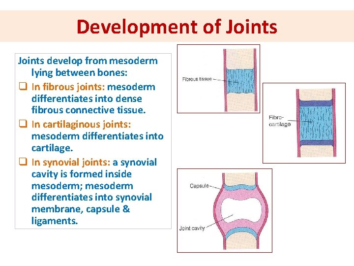 Development of Joints develop from mesoderm lying between bones: q In fibrous joints: mesoderm