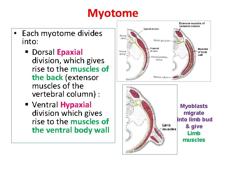 Myotome • Each myotome divides into: § Dorsal Epaxial division, which gives rise to