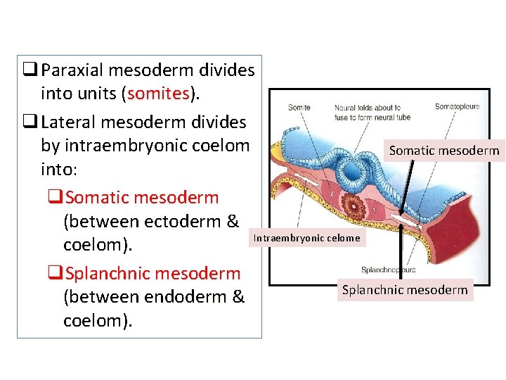 q Paraxial mesoderm divides into units (somites). q Lateral mesoderm divides by intraembryonic coelom