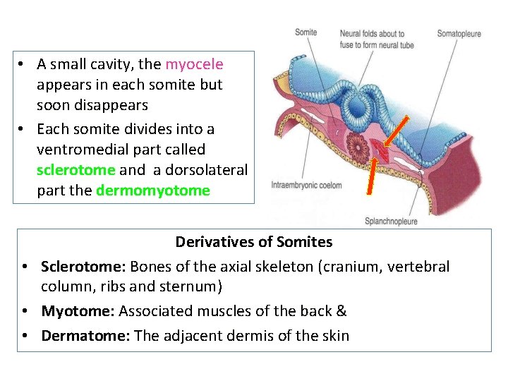  • A small cavity, the myocele appears in each somite but soon disappears