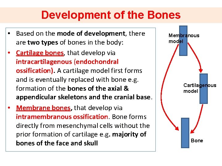 Development of the Bones • Based on the mode of development, there are two