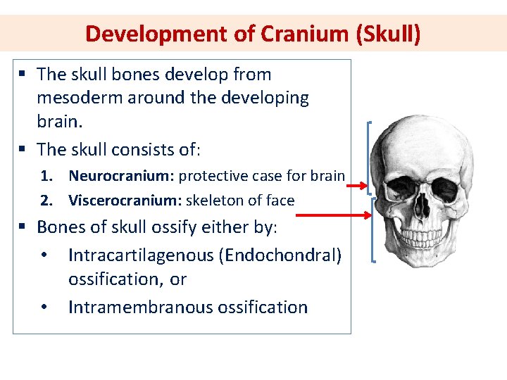 Development of Cranium (Skull) § The skull bones develop from mesoderm around the developing