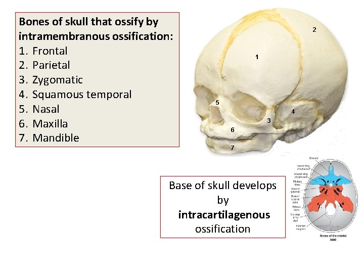 Bones of skull that ossify by intramembranous ossification: 1. Frontal 2. Parietal 3. Zygomatic